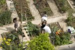 le_potager_des_oiseaux.jpg
