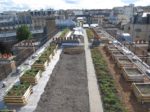 potager_sur_le_toit_-_agroparistech.jpg