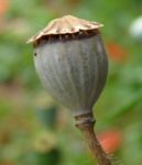 atelier_prends_en_de_la_graine_-_jardin_marcotte_genie_vegetal-barochorie_papaver_rhoeas.jpg