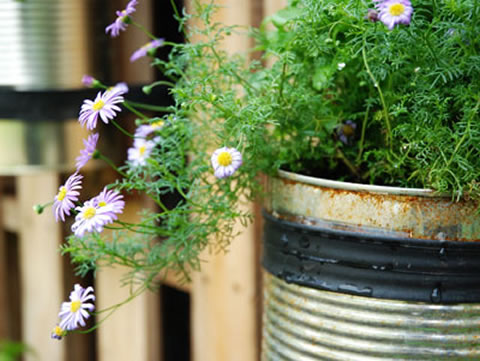 Expo « Plantes potagères mises en scène »