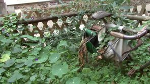 Le Jardin de Tante Susan