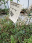 220. Jardin pédagogique de l'école élémentaire d'Oran