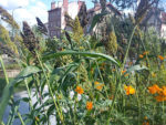 colore_ma_ville_-_balade_botanique_tinctoriale.jpg