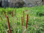 le_jardin_des_jeunes_pouces_-_paris_11eme_-_photo_de_laurene_caudal_-_1.jpg