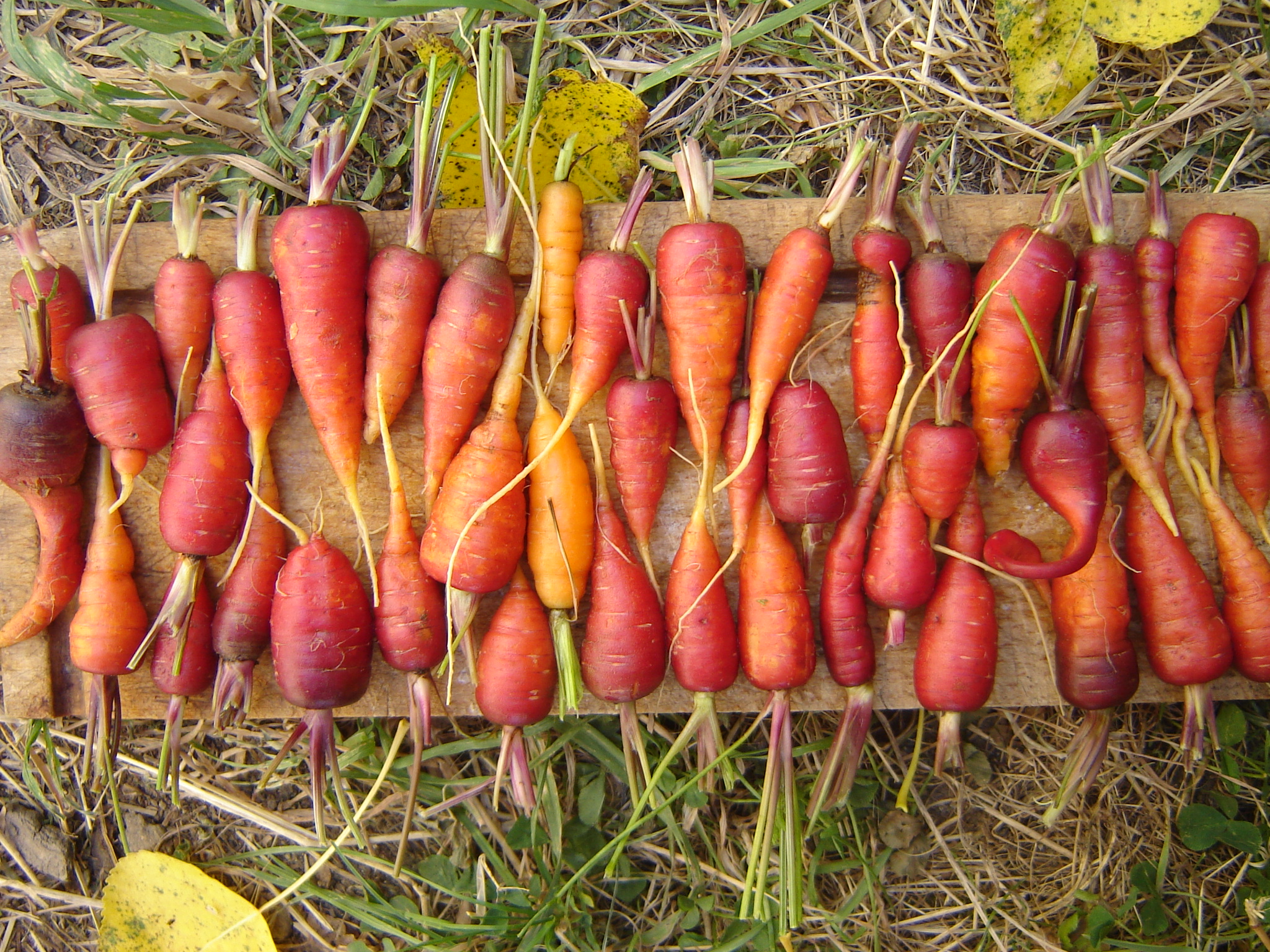 Appel à photos « Ode poétique et comique au légume »