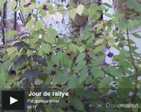 Jour de rallye