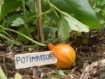 Aout_Potager_au_Carre_-_Culture_s_en_herbe_s_.jpg