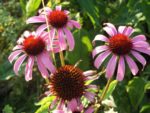 DSCF0939.jpg
