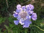 DSCF0943.jpg