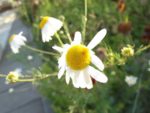 DSCF0946.jpg