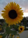 DSCF0980.jpg