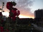 DSCF0986.jpg