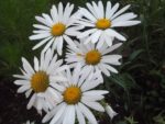 DSCF0987.jpg