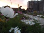 DSCF0988.jpg