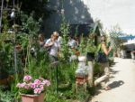 Fete_du_Jardin_des_Deux_Nethes_-juin_2011-_4.jpg