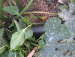 La super-production du jardin : courgette hors-norme!