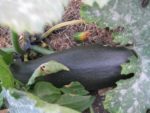 La super-production du jardin : courgette hors-norme!