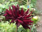 Dahlias