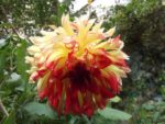 Dahlia