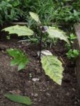 Jardin_Nomade_-_Paris_11eme_-_16.jpg
