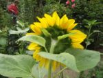 Jardin_Nomade_-_Paris_11eme_-_20.jpg