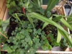 Jardin_Nomade_-_Paris_11eme_-_21.jpg