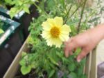 Jardin_Nomade_-_Paris_11eme_-_24.jpg