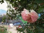 Jardin_Nomade_-_Paris_11eme_-_25.jpg