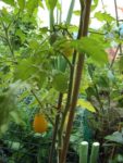 Jardin_Nomade_-_Paris_11eme_-_27.jpg