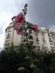 Rose trémière