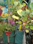 Les potogreens adoptés par le jardin Nomade