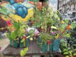 Jardin_Nomade_-_Paris_11eme_-_34.jpg