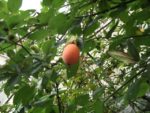 Passiflore