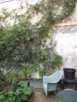 Mur de passiflore