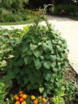 Jardin_partage_Choisi_-_Paris_13eme_-_11.jpg