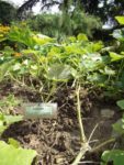 Jardin_partage_Choisi_-_Paris_13eme_-_12.jpg
