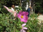 Jardin_partage_Choisi_-_Paris_13eme_-_13.jpg