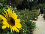 Jardin_partage_Choisi_-_Paris_13eme_-_16.jpg