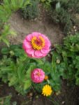 Jardin_partage_Choisi_-_Paris_13eme_-_17.jpg