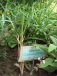 Jardin_partage_Choisi_-_Paris_13eme_-_19.jpg