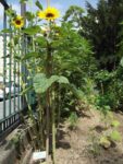 Jardin_partage_Choisi_-_Paris_13eme_-_20.jpg