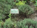 Jardin_partage_Choisi_-_Paris_13eme_-_22.jpg