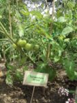 Jardin_partage_Choisi_-_Paris_13eme_-_25.jpg