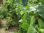 Jardin_partage_Choisi_-_Paris_13eme_-_28.jpg
