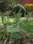 Jardin_partage_Choisi_-_Paris_13eme_-_3.jpg