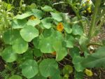 Jardin_partage_Choisi_-_Paris_13eme_-_30.jpg