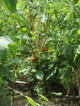 Jardin_partage_Choisi_-_Paris_13eme_-_32.jpg
