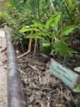 Jardin_partage_Choisi_-_Paris_13eme_-_33.jpg