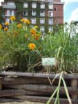 Jardin_partage_Choisi_-_Paris_13eme_-_34.jpg