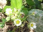 Jardin_partage_Choisi_-_Paris_13eme_-_36.jpg